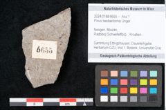 Foto (Objekt + Etikett) von Pinus taedaeformis Unger (NHMW-GEO-2024-0188-6655)